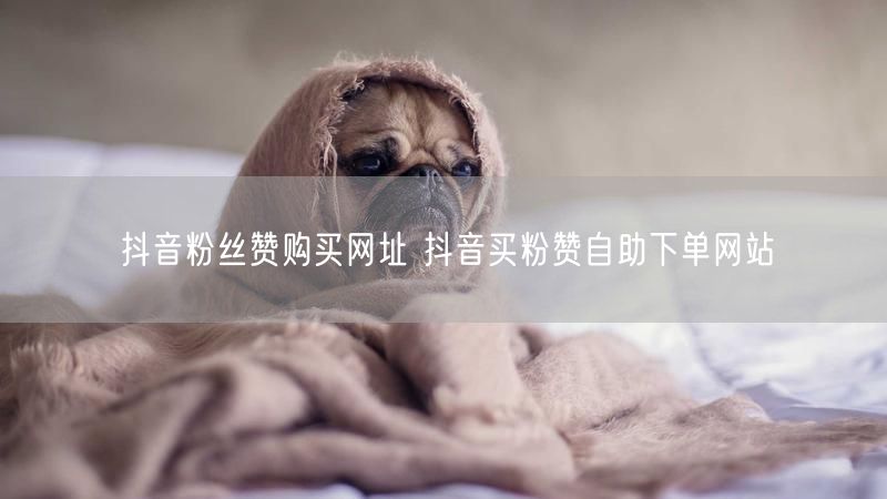抖音粉丝赞购买网址 抖音买粉赞自助下单网站