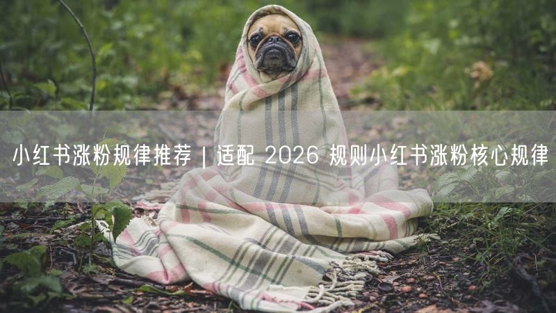 小红书涨粉规律推荐｜适配 2026 规则小红书涨粉核心规律