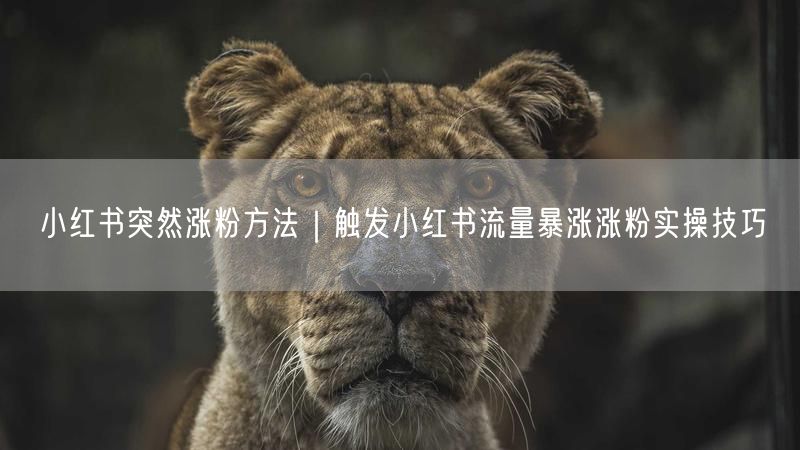 小红书突然涨粉方法｜触发小红书流量暴涨涨粉实操技巧